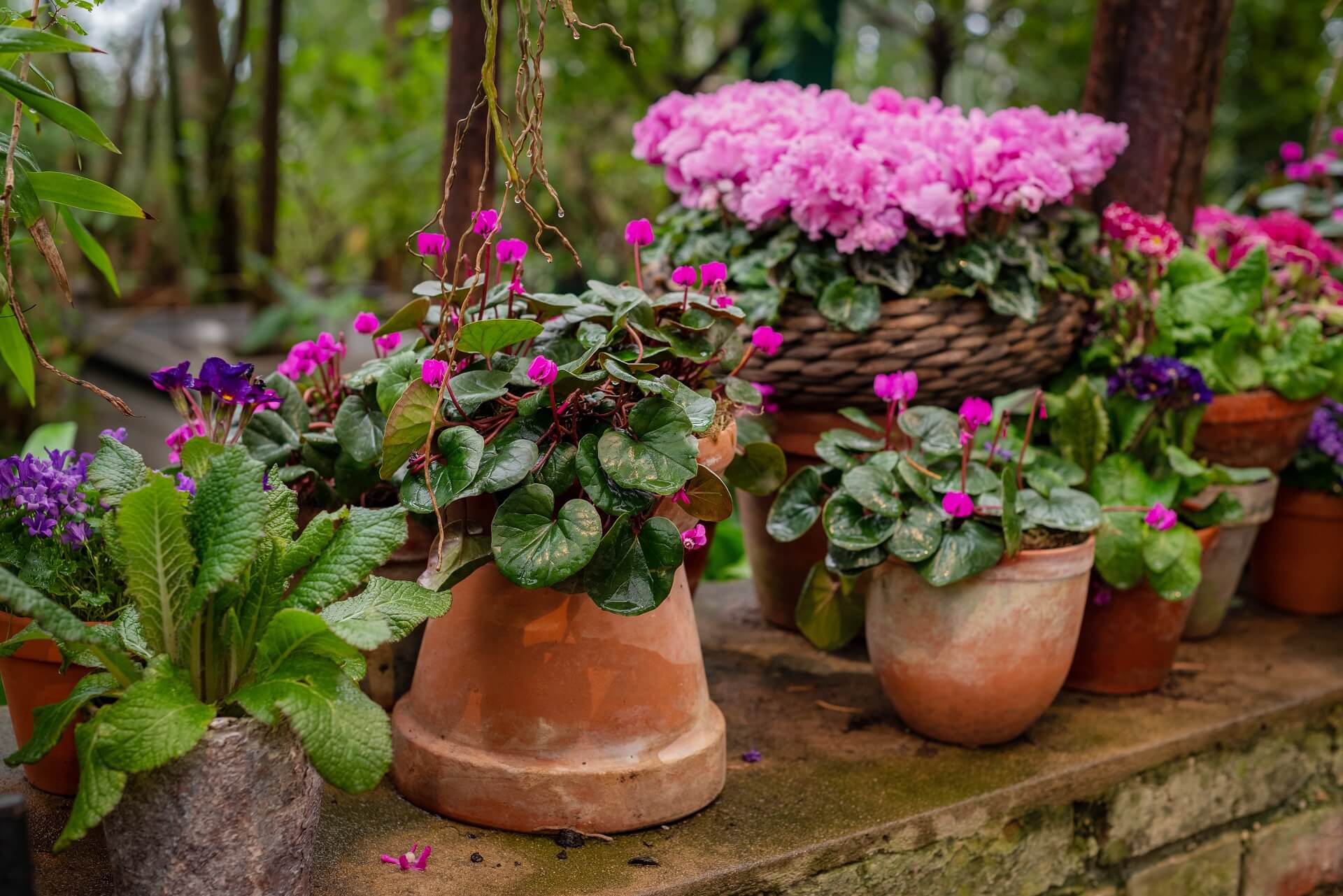 blooming-houseplants-growing-in-ceramic-flowerpots-2022-03-10-01-44-13-utc1920